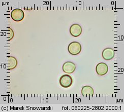 Bovista aestivalis (kurzawka zmienna)