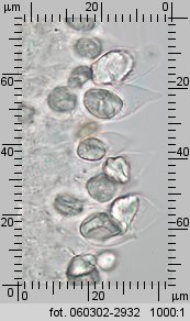 Stropharia caerulea (pierścieniak niebieskawy)