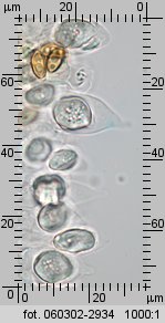 Stropharia caerulea (pierścieniak niebieskawy)