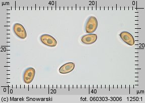 Stropharia caerulea (pierścieniak niebieskawy)