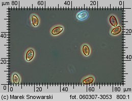 Stropharia coronilla (pierścieniak murawowy)