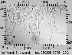 Stropharia coronilla (pierścieniak murawowy)