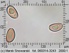 Stropharia caerulea (pierścieniak niebieskawy)