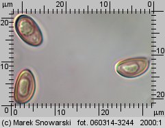 Stropharia caerulea (pierścieniak niebieskawy)