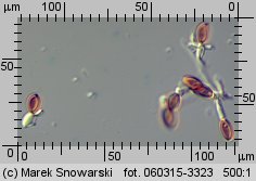 Stropharia rugosoannulata (pierścieniak uprawny)