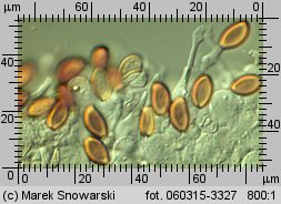 Stropharia rugosoannulata (pierścieniak uprawny)