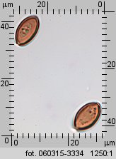 Stropharia rugosoannulata (pierścieniak uprawny)