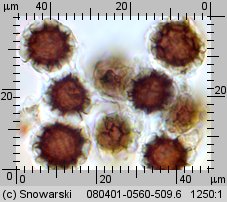 Scleroderma bovista (tęgoskór kurzawkowy)