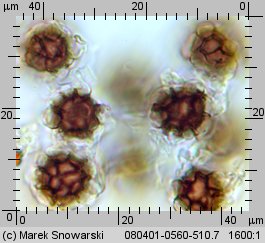 Scleroderma bovista (tęgoskór kurzawkowy)