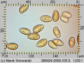 Galerina autumnalis (hełmówka jesienna)