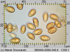 Galerina autumnalis (hełmówka jesienna)