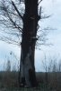 Fomitopsis pinicola (pniarek obrzeżony)