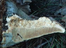 Fomitopsis pinicola (pniarek obrzeżony)