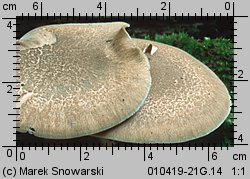 Lentinus substrictus (twardziak orzęsiony)