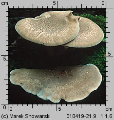 Lentinus substrictus (twardziak orzęsiony)