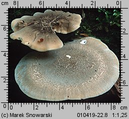 Lentinus substrictus (twardziak orzęsiony)