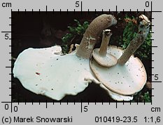 Lentinus substrictus (twardziak orzęsiony)