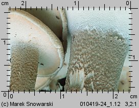 Lentinus substrictus (twardziak orzęsiony)