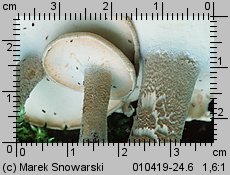 Lentinus substrictus (twardziak orzęsiony)