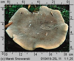 Lentinus substrictus (twardziak orzęsiony)