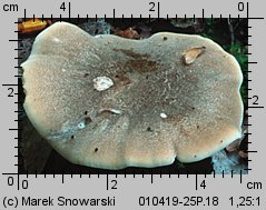 Lentinus substrictus (twardziak orzęsiony)