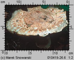 Agaricus bernardii