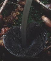 Unidentified-Coprinus