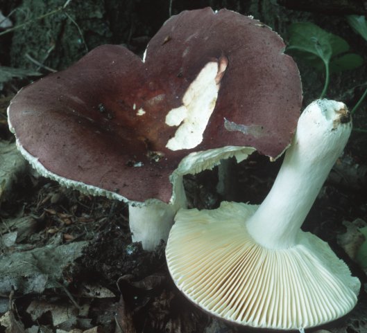 Russula alutacea (gołąbek cukrówka)