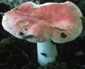 Russula luteotacta (gołąbek żółknący)