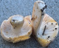 Russula luteotacta (gołąbek żółknący)