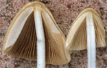 Conocybe albipes (stożkówka białotrzonowa)