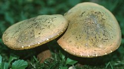 Suillellus luridus (modroborowik ponury)