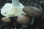 Russula alutacea (gołąbek cukrówka)