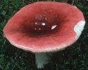 Russula vinosa (gołąbek winnoczerwony)