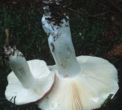 Russula vinosa (gołąbek winnoczerwony)