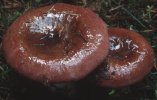 Russula vinosa (gołąbek winnoczerwony)