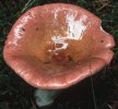 Russula vinosa (gołąbek winnoczerwony)