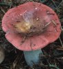 Russula vinosa (gołąbek winnoczerwony)