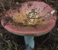 Russula vinosa (gołąbek winnoczerwony)