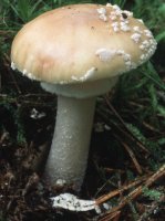 Amanita gemmata (muchomor narcyzowy)