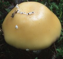 Amanita gemmata (muchomor narcyzowy)