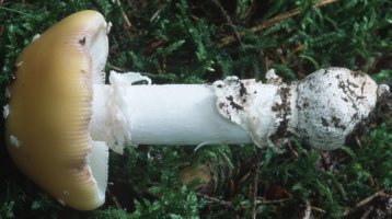 Amanita gemmata (muchomor narcyzowy)