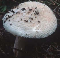 Amanita gemmata (muchomor narcyzowy)