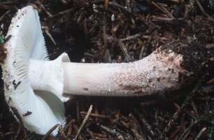 Amanita gemmata (muchomor narcyzowy)