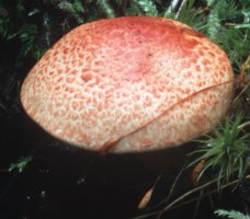 Cortinarius bolaris (zasłonak glinkowaty)