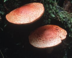 Cortinarius bolaris (zasłonak glinkowaty)