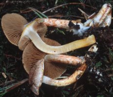 Cortinarius bolaris (zasłonak glinkowaty)