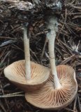 Collybia peronnata