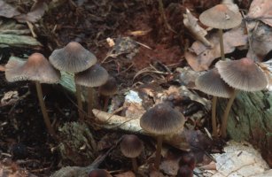 Unidentified-Mycena