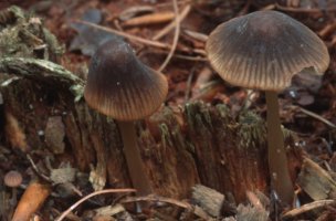 Unidentified-Mycena